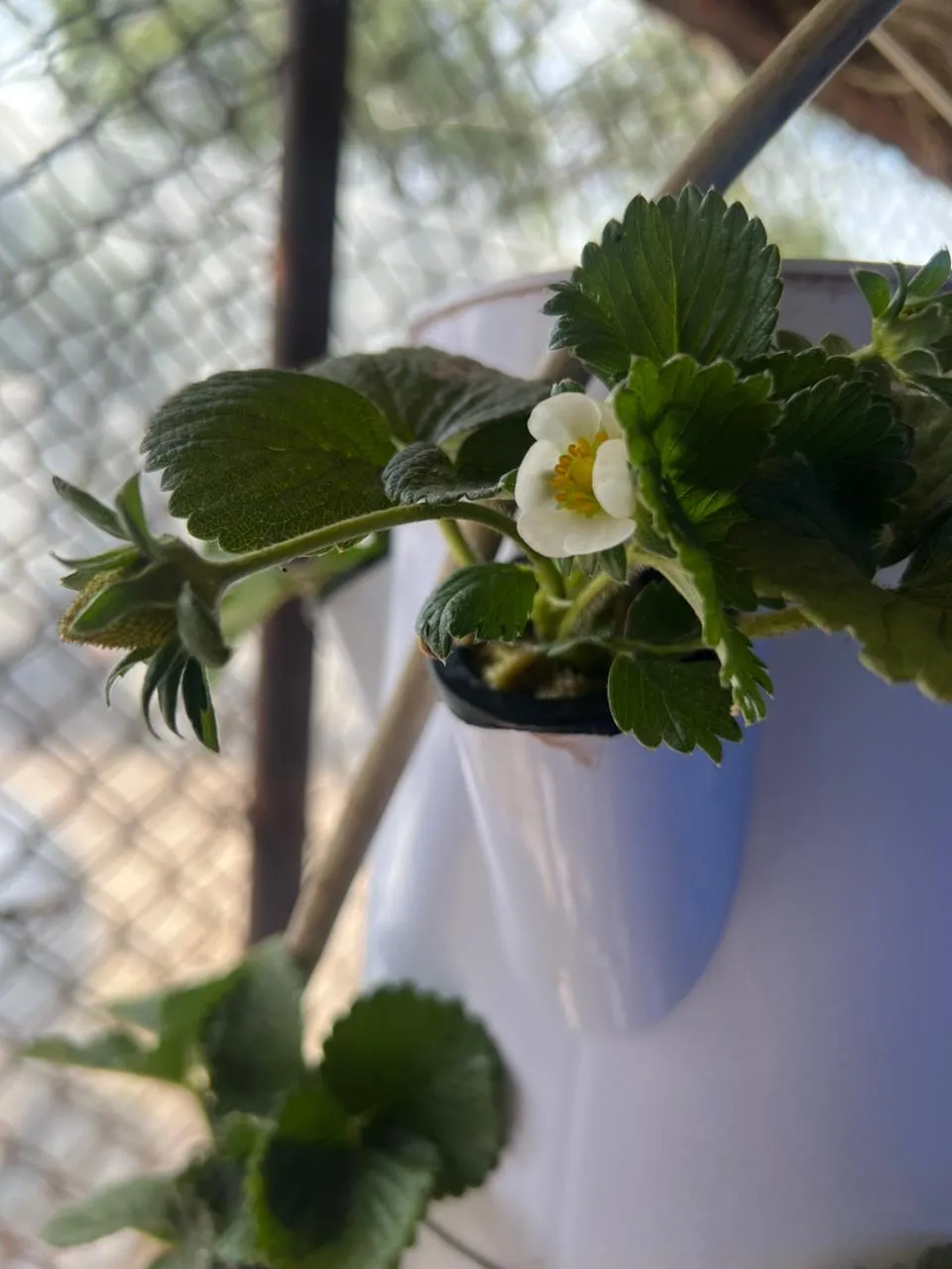 A white strawberry blossom on the HydroTower